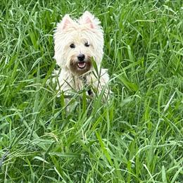 Ellie - West Highland White Terrier