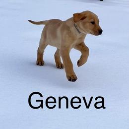 Geneva - Yellow female Labrador Retriever puppy in Mineral, Virginia from Canine Assist
