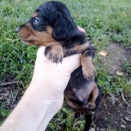 Farmer - Black and tan male Dachshund puppy in Brave, Pennsylvania from Maple Moon Mini Dachshunds