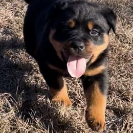 Girl 1 - Rottweiler puppy in Georgia from Mottled Creek Farm