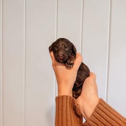 Copper - Brown and white male Aussiedoodle puppy in Tryon, North Carolina from Melrose Mountain Farm