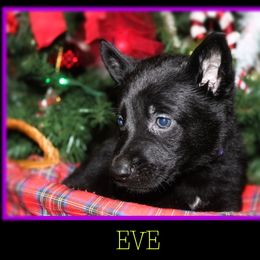 German Shepherd Puppies from Black Beauty Shepherds