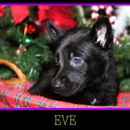 German Shepherd Puppies from Black Beauty Shepherds