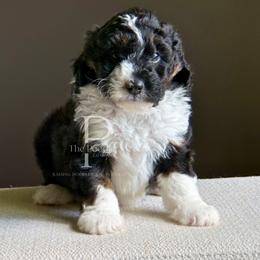 Opal - Black and white female Bernedoodle puppy in Tulsa, Oklahoma from The Poodle Co. Raising Doodles & Poodles