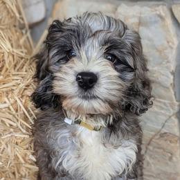 Ian - Merle male Cockapoo puppy in Salt Lake City, Utah from Utah Cocker Spaniels