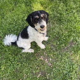 Hazel - Bernedoodle