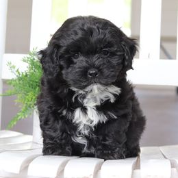 Maltipoo, Shichon, and Shihpoo Puppies from Timbercreek Puppies