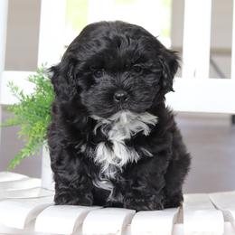Maltipoo, Shichon, and Shihpoo Puppies from Timbercreek Puppies