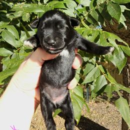 Pink Girl - Black female Miniature Schnauzer puppy in Lake Charles, Louisiana from Du Lac Miniature Schnauzers