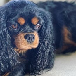 Cavalier King Charles Spaniels from Timberline Cavaliers