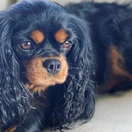 Cavalier King Charles Spaniels from Timberline Cavaliers