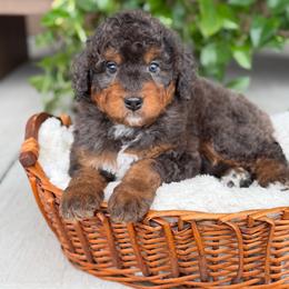 Smokey - Merle male Bernedoodle puppy in Pittsburgh, Pennsylvania from WestPenn Doodles LLC