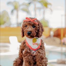 Sage - Red  female Goldendoodle puppy in Patterson, California from Dooling Doodles
