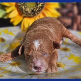Boy 1 - Red  male Poodle puppy in Salem, Missouri from Meadowbrook Poodles