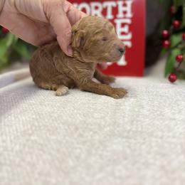 Kori - Apricot male Poodle puppy in Monetta, South Carolina from Moonrise Poodles