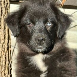 Sedona - Black & white female Miniature Australian Shepherd puppy in Patterson, North Carolina from DreamLine Aussies