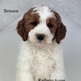 Benson - Parti male Goldendoodle puppy in Milford, Indiana from Railway Acres Kennel