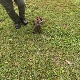 Red - Brindle male Boxer puppy in Catlett, Virginia from Honey and Coal Kennels