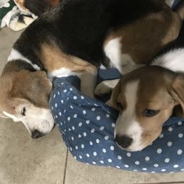 Beagles from Terwillegar Beagles