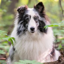 Ghost - Shetland Sheepdog