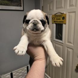 Boy 1 Panda - Brindle male Pug puppy in Auburn, Kentucky from Prentice Family Pugs