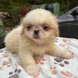 Pekingese, Poodle, and Shih Tzu Puppies from Happy puppies