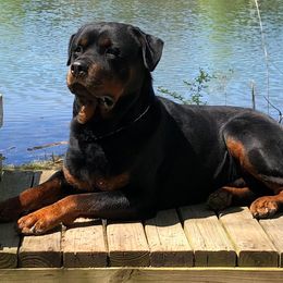 Rottweiler All Grown Up from Sweetgum Farm