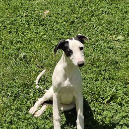 Aspen - White and black Whippet puppy in Lenoir City, Tennessee from Equiss Whippets