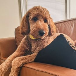 Esther - Goldendoodle