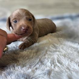 Lucky - Fawn (isabella) and tan male Dachshund puppy in Indianapolis, Indiana from Homegrown Hoosier Kennels
