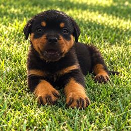 Female 3 - Black and mahogany female Rottweiler puppy in Houston, Texas from Vom Haus Fantasy Rottweiler Kennel