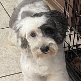 Frankie - Sheepadoodle
