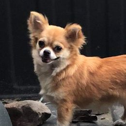 Frauline - Chihuahua
