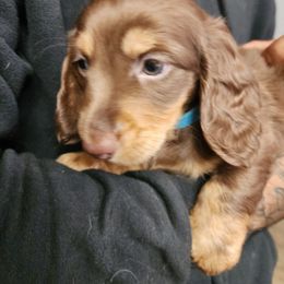 Dachshund Puppies from FureverFL