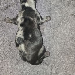 Boy 1 - Dapple male Dachshund puppy in Wichita Falls, Texas from Desert Willow Dachshunds