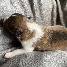 Male 1 - Sable and white male Shetland Sheepdog puppy in Chambersburg, Pennsylvania from Clark Kennel Shelties