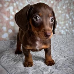 Dachshund Puppies from Royal Bloodline Canines