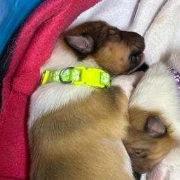 Tinsel - Sable and white female Collie puppy in Norris City, Illinois from Hoskins Collies