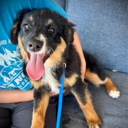 Millie - Black tri female Miniature American Shepherd puppy in Ash Grove, Missouri from 3 Barrels Farms, LLC