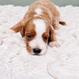 Sarah - Red  female Goldendoodle puppy in Springfield, Ohio from Dawson & Daryn's Royal Companions