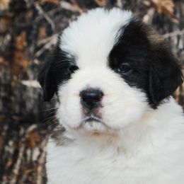 Saint Bernard Puppies from Atkinson Saint Bernards