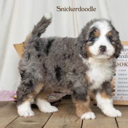 Snickerdoodle - Blue merle male Bernedoodle puppy in St Joe, Indiana from Pawsh Bernedoodles