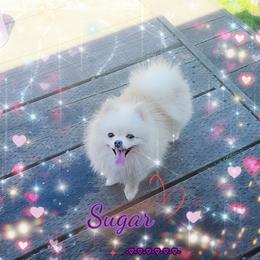 Sugar Akc - Pomeranian