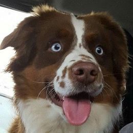 Miniature American Shepherd and Miniature Australian Shepherd Puppies from Skiba Mini Aussies