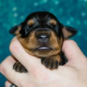 Black and Tan Boy - Black male German Pinscher puppy in Topeka, Kansas from Rhapsody German Pinschers