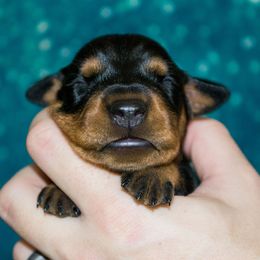 Black and Tan Boy - Black male German Pinscher puppy in Topeka, Kansas from Rhapsody German Pinschers