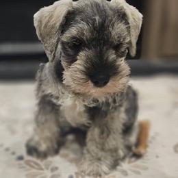 Miniature Schnauzer Puppies from Angela Kathleen Stout