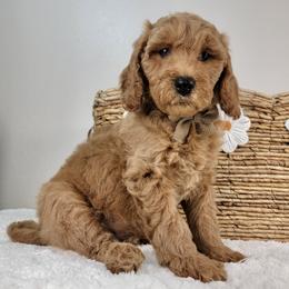 Arthur - Red  male Goldendoodle puppy in Temecula, California from Oodles O'Doodles