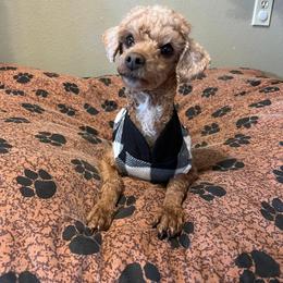 Bonita - Poodle
