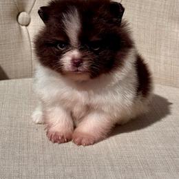 Figgy - Chocolate parti male Pomeranian puppy in Canandaigua, New York from Fingerlakes Pomeranians